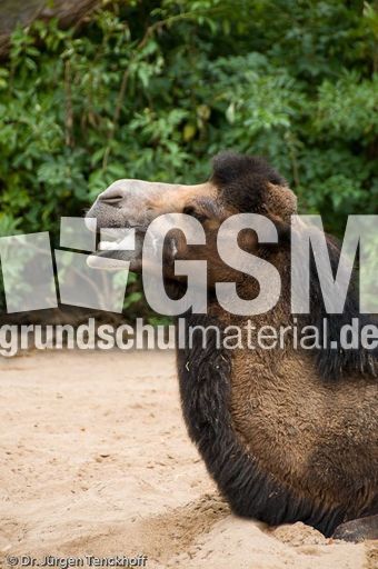 Kamel (88 von 108).jpg